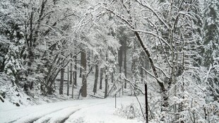 雪覆林间路