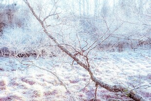 冬日雪景中的枯树枝