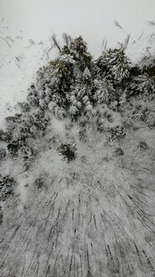 俯视松林雪景