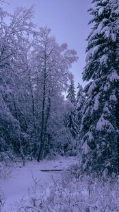 冬日雪覆森林静谧美景
