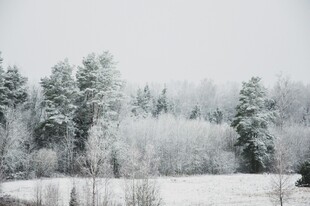 冬日雪景中的银白树林