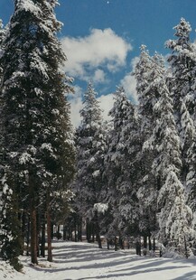 雪覆松林美景