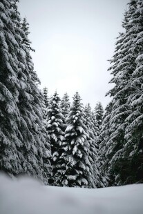 雪覆松林的冬日美景