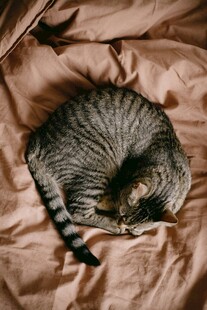 蜷卧在床的可爱条纹猫咪
