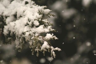 枝头覆雪的静谧冬日景象