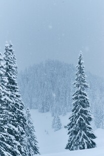 冬日雪景中的挺拔雪松
