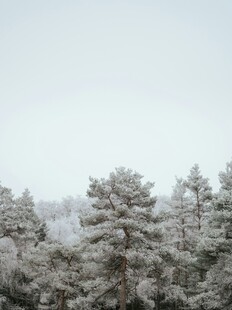 雪覆松林美景