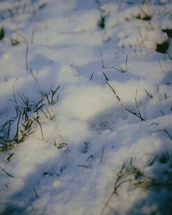 雪地中的稀疏草尖
