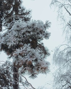 雪覆松树美景