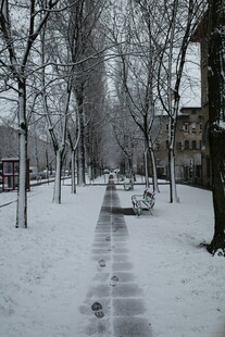 冬日雪后静谧的林间小道