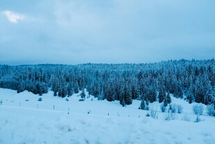 冬日雪林美景