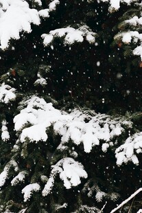 雪覆松枝景