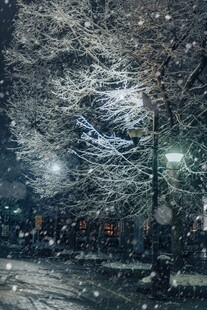 雪夜中的树木与飘落雪花