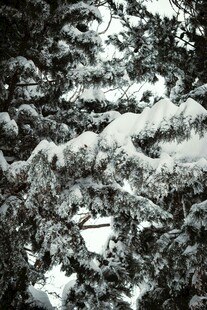 雪覆松枝美景