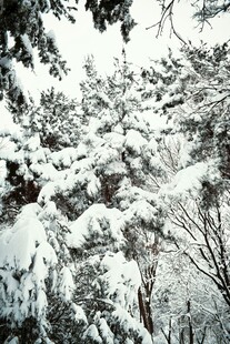 雪覆树林美景