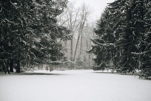 冬日雪覆林间静谧美景