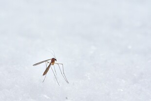 雪地中的细长腿昆虫