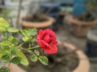 娇艳月季花绽放绿叶间
