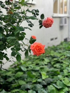 娇艳月季花绽放于绿叶间