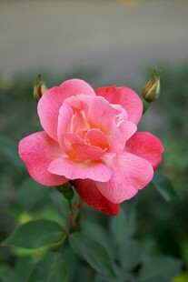 娇艳粉色月季花绽放