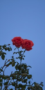 蓝天映衬下的娇艳月季花