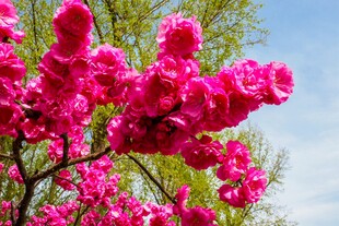 月季花