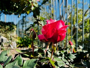 娇艳月季花
