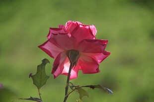 娇艳月季花
