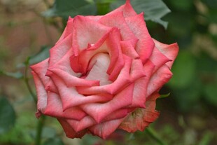娇艳粉色月季花