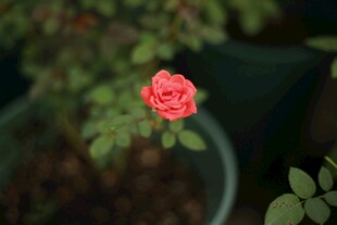 月季花绽放