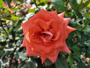 橙红色月季花绽放