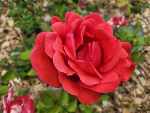 娇艳月季花