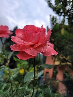 月季花