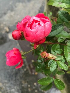 娇艳欲滴的红色月季花