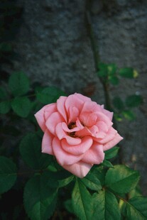 娇艳粉色月季花绽放