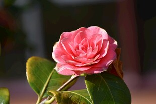 娇艳粉色山茶花特写