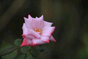 娇艳粉色月季花绽放