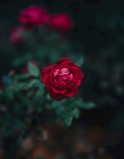 月季花绽放瞬间