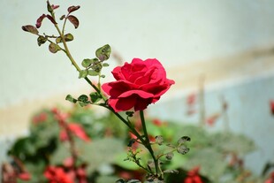 月季花绽放于花丛