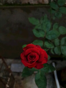 月季花