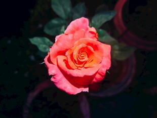 月季花特写