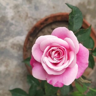 粉色娇艳月季花特写
