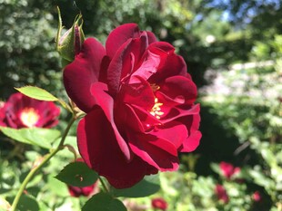月季花