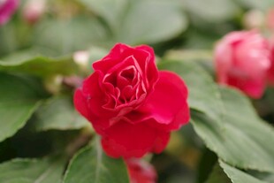 娇艳红月季花