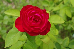娇艳月季花