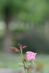 娇艳粉玫瑰绽放于绿意间