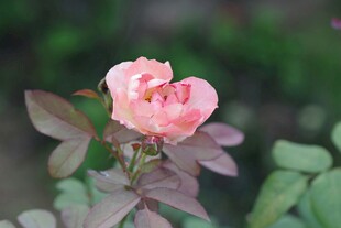 娇艳粉色月季花绽放