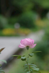 娇艳粉色月季花