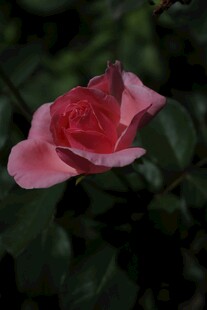 月季花