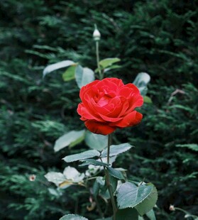 娇艳月季花
